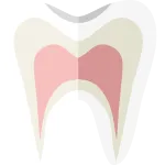 Flat Tooth Part 2 SVG Icon